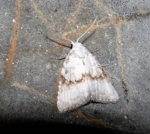 Réf. 284 626 : Meganola albula